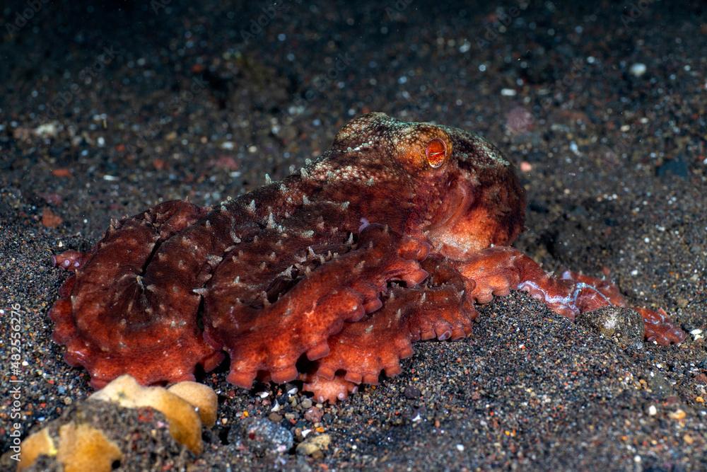 Starry Night Octopus - Callistoctopus luteus on the seabed. Underwater night life of Tulamben, Bali, Indonesia.