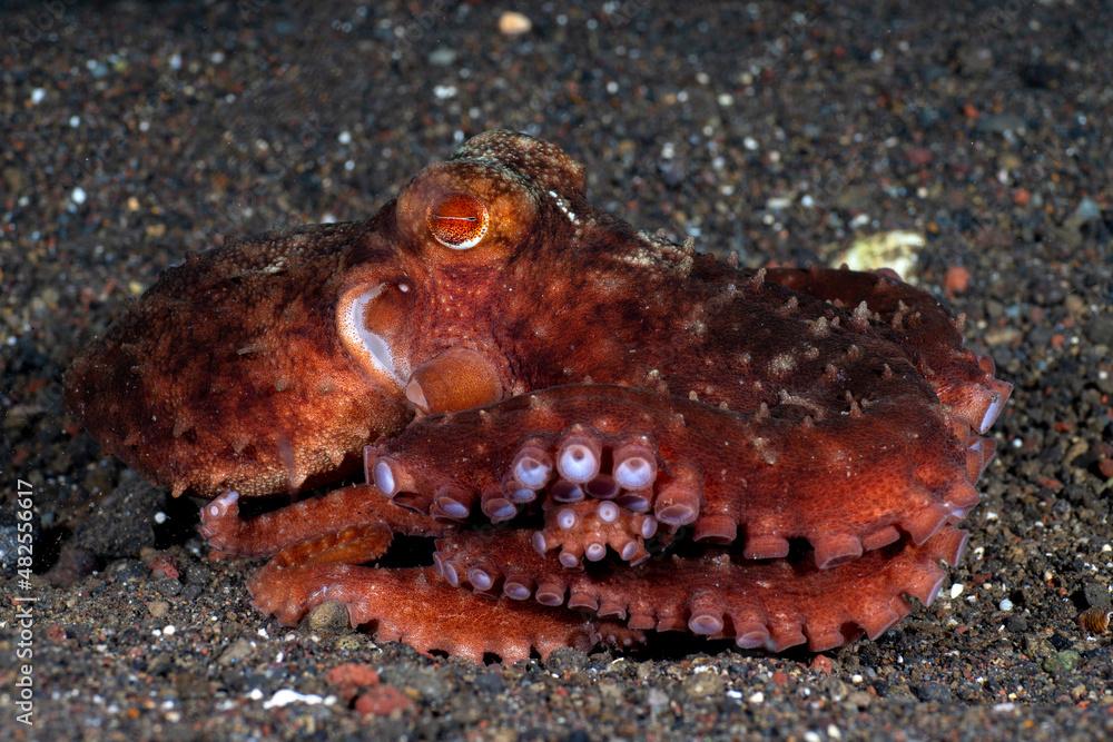 Starry Night Octopus - Callistoctopus luteus on the seabed. Underwater night life of Tulamben, Bali, Indonesia.