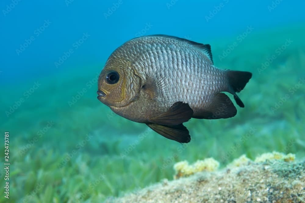 Grey Humbug (Dascyllus marginatus) floats above sea grass, Red Sea, Dahab, Egypt, Africa