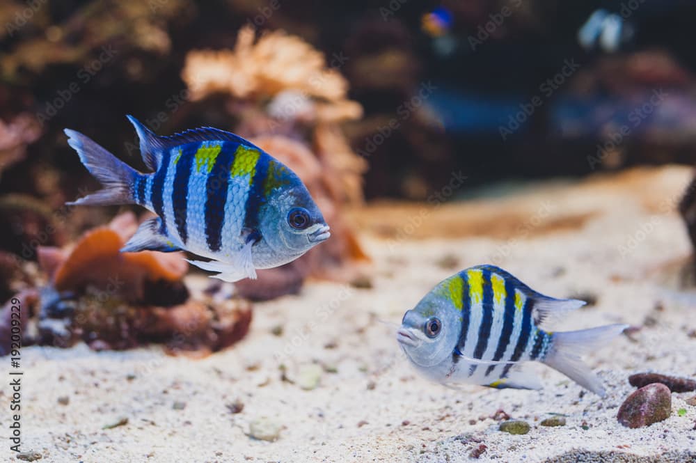 Aquarium fish - sergeant major or píntano. Abudefduf saxatilis.