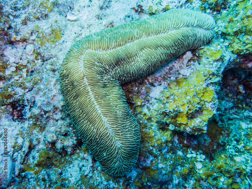  Tongue coral or Slipper coral. Science name: Herpolitha climax. Ie Island, 