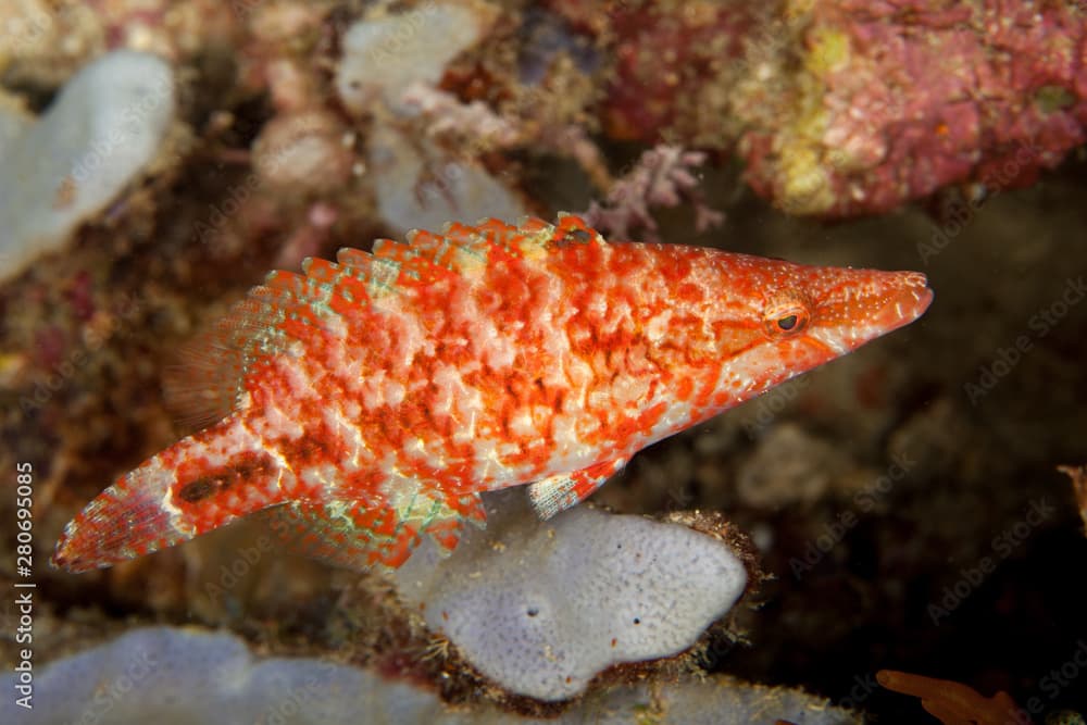 Oriental Maori Wrasse, Oxycheilinus orientalis