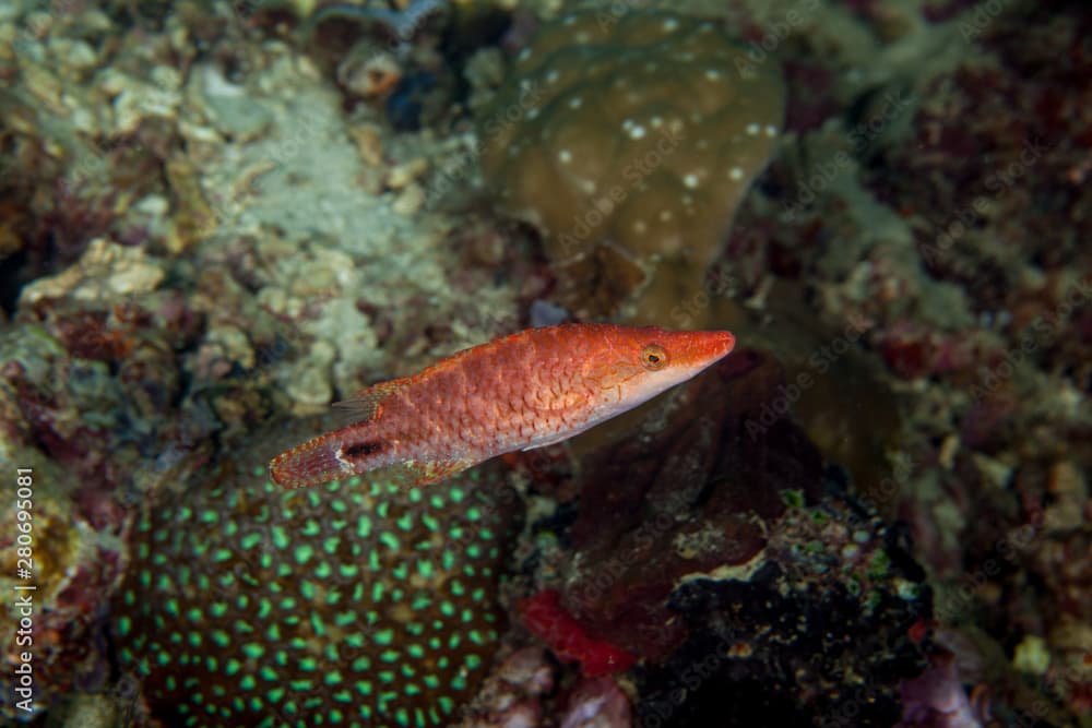 Oriental Maori Wrasse, Oxycheilinus orientalis