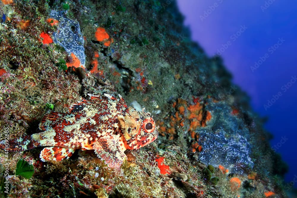 Black Scorpionfish, Scorpaena porcus, Cabo Cope-Puntas del Calnegre Natural Park, Mediterranean Sea, Murcia, Spain, Europe