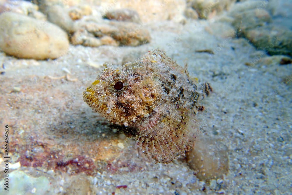 Black Scorpionfish - (Scorpaena Porcus), Undersea photography