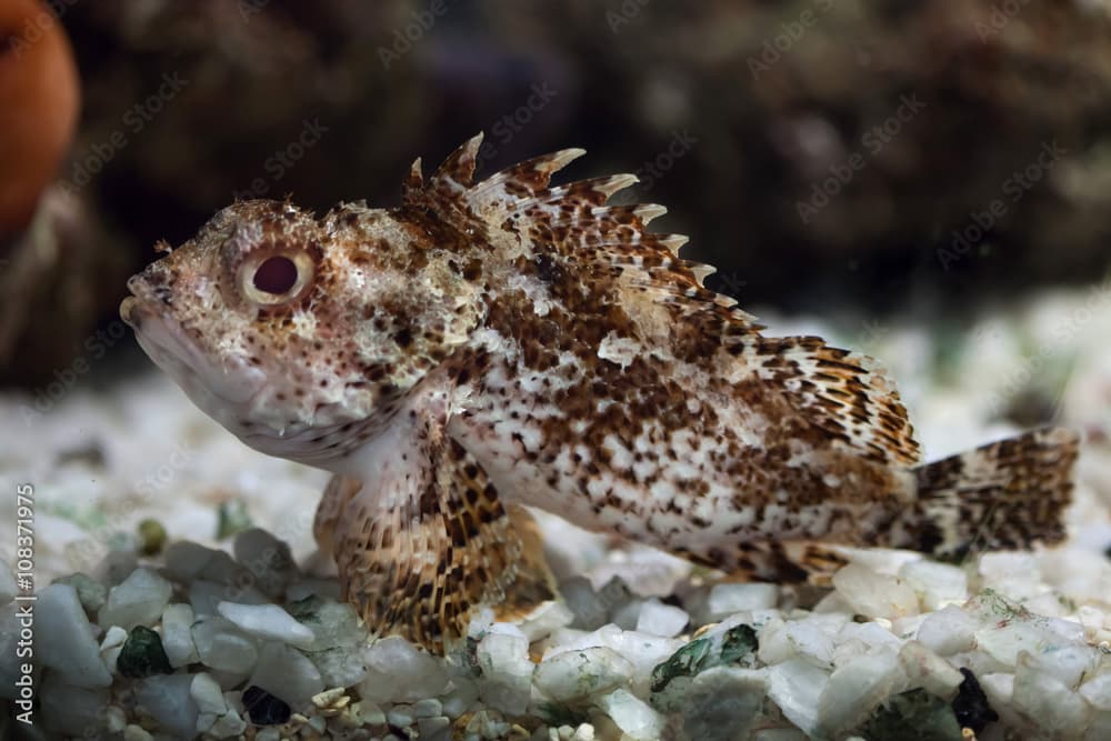 Black scorpionfish (Scorpaena porcus).