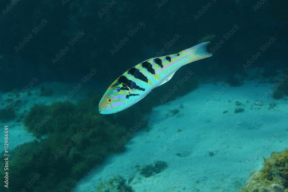 Tropical fish sixbar wrasse,Thalassoma hardwicke, Pacific ocean, underwater in the lagoon of Huahine island, French Polynesia