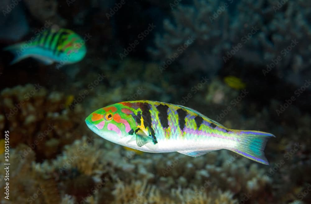 Sixbar wrasse, Thalassoma hardwicke, Raja Ampat Indonesia.