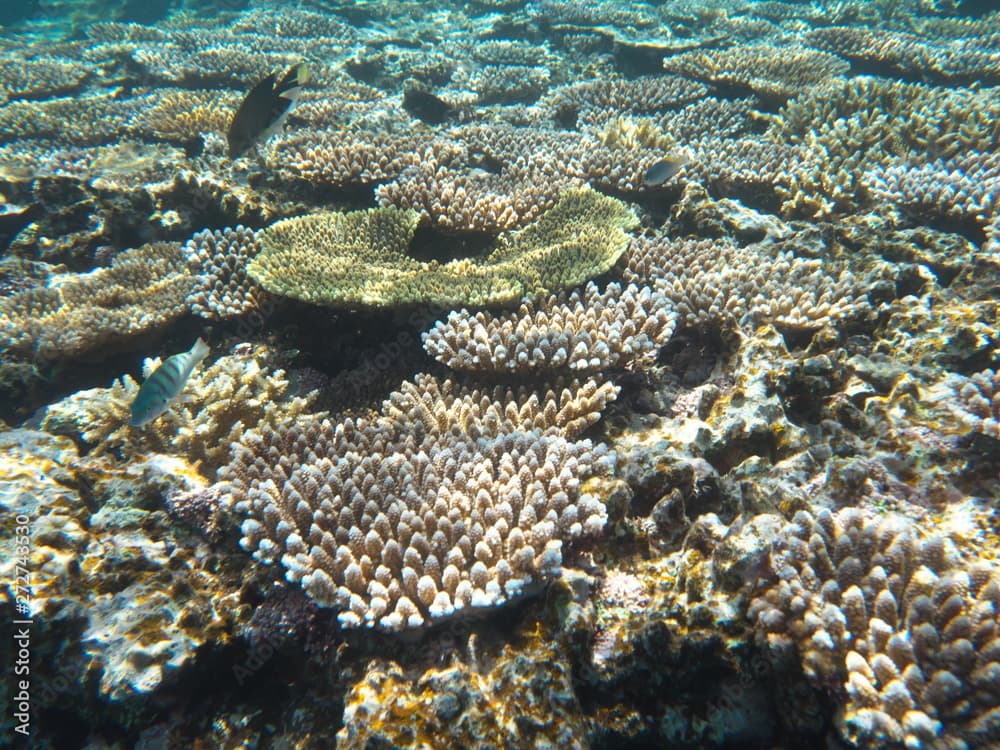 Okinawa,Japan-June 1, 2019: Thalassoma hardwicke or Sixbar wrasse or six-banded wrasse over shelf of coral at the north of Ishigaki island, Okinawa