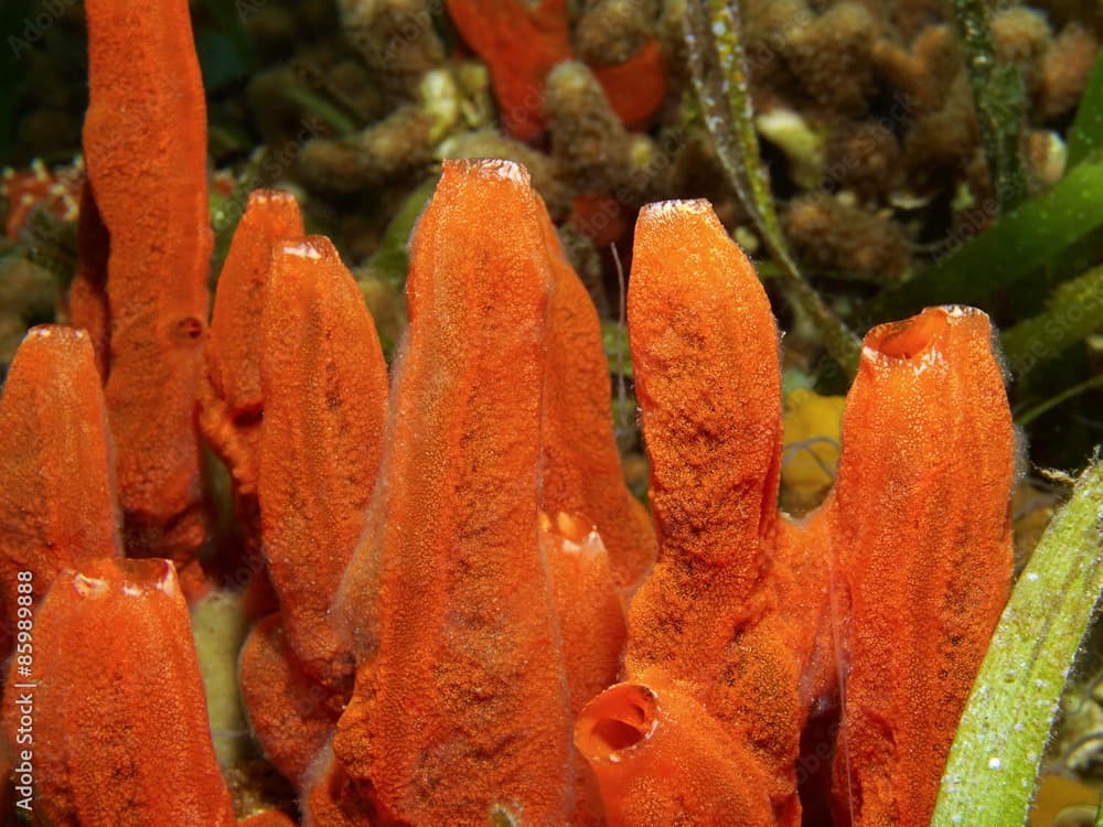 Sea life fire sponge Tedania ignis