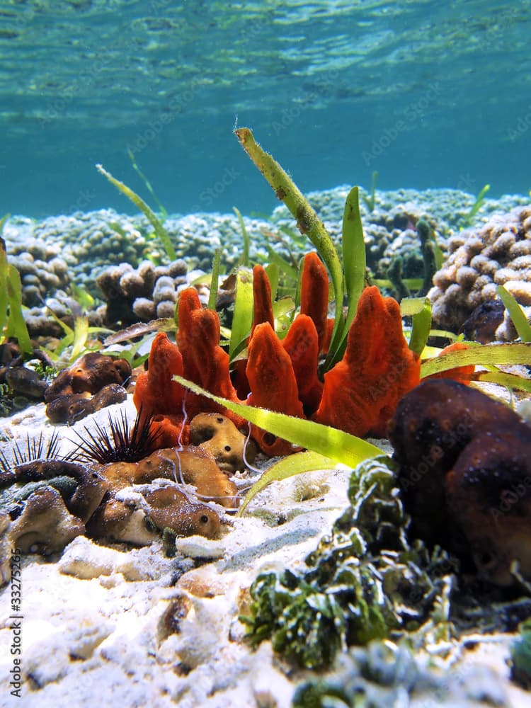 Colorful red fire sponge Tedania ignis, in a coral reef, Caribbean sea, Panama