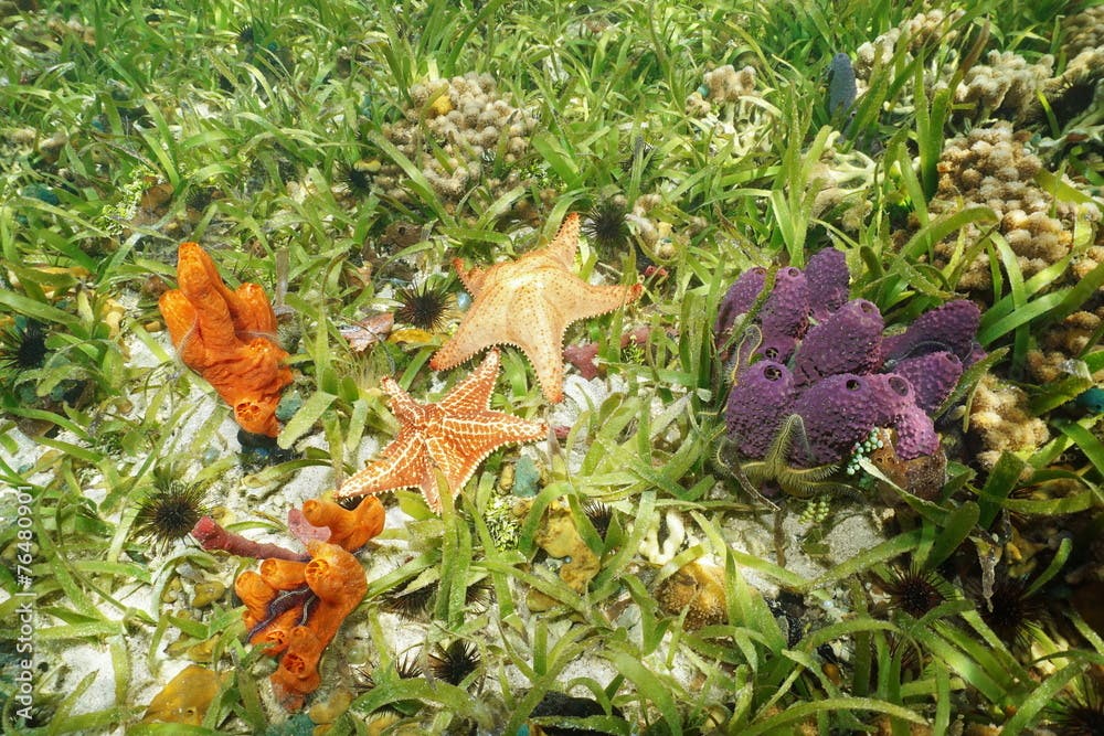 Colorful underwater animals on the seabed