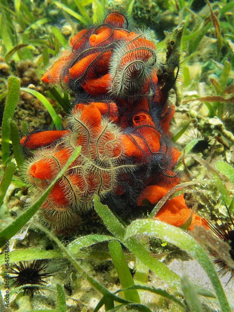 Fire sponge covered by suenson's brittle stars