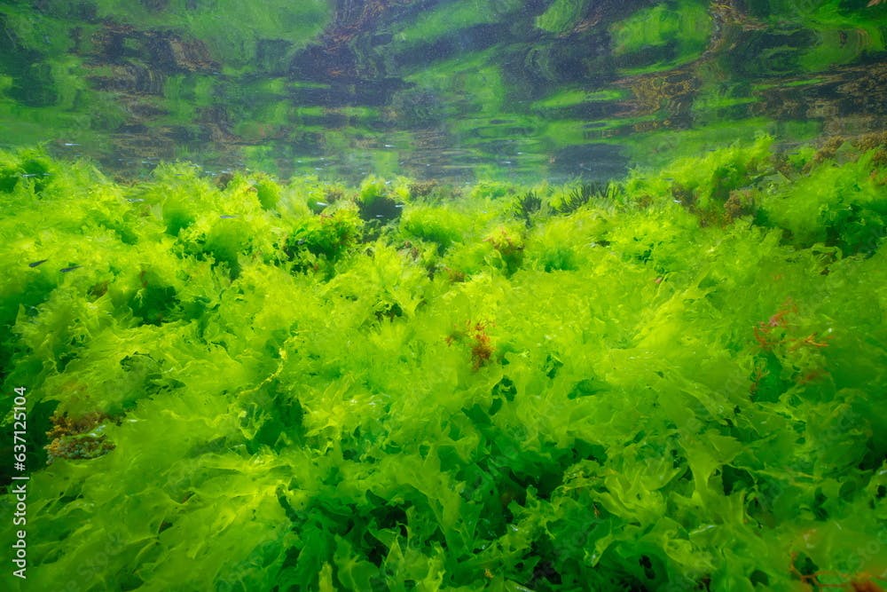 Sea lettuce green algae underwater (Ulva lactuca seaweed) below water surface in the Atlantic ocean, natural scene, Spain, Galicia