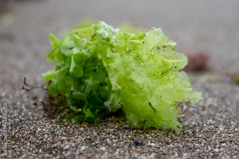 Ulva lactuca, sea salad, edible green seaweed on the shore. The concept of the ecological problem of the death of algae. Crimean peninsula.