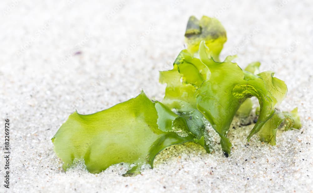 Meersalat am Strand