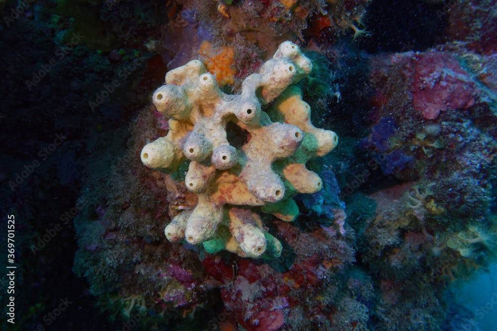 Yellow-cave sponge (Aplysina cavernicola) in Mediterranean Sea