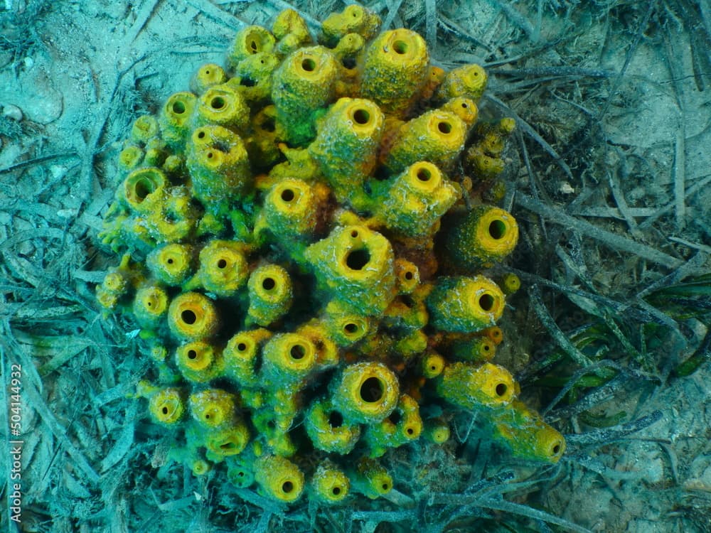 sponges underwater Mediterranean sea ocean scenery of sea habitat Aplysina cavernicola