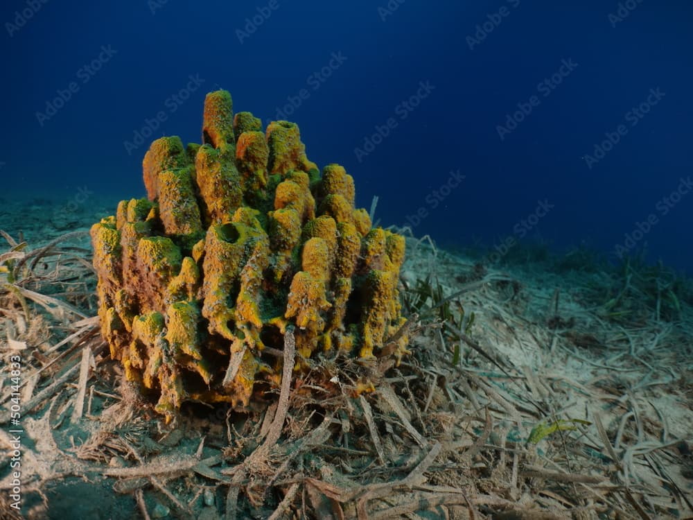 sponges underwater Mediterranean sea ocean scenery of sea habitat Aplysina cavernicola