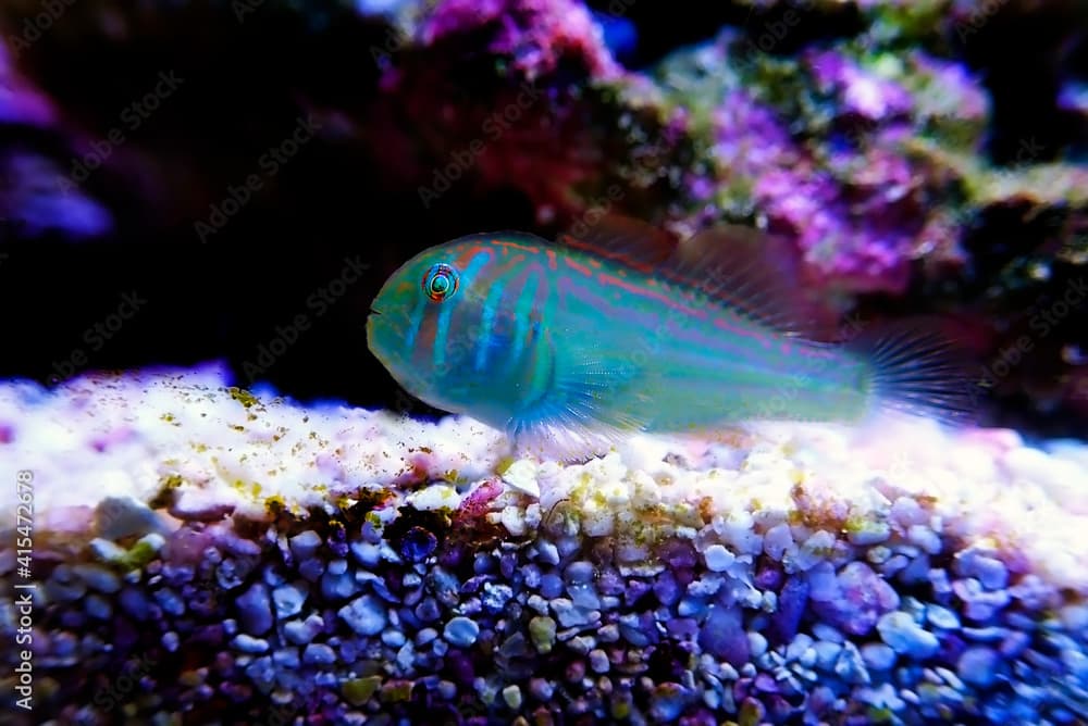 Green clown coral goby - Gobiodon histrio