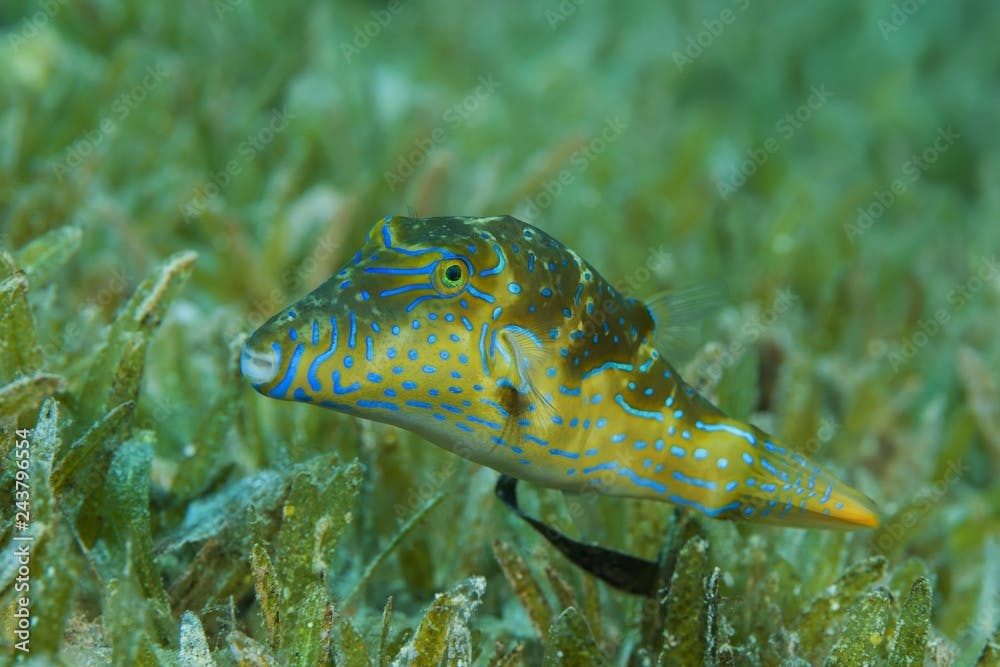 Crowned Puffer (Canthigaster coronata) swim over sea grass, Red Sea, Dahab, Egypt, Africa