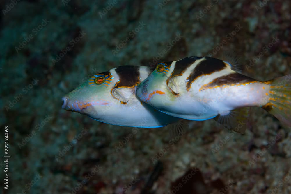 Crown Toby Canthigaster coronata