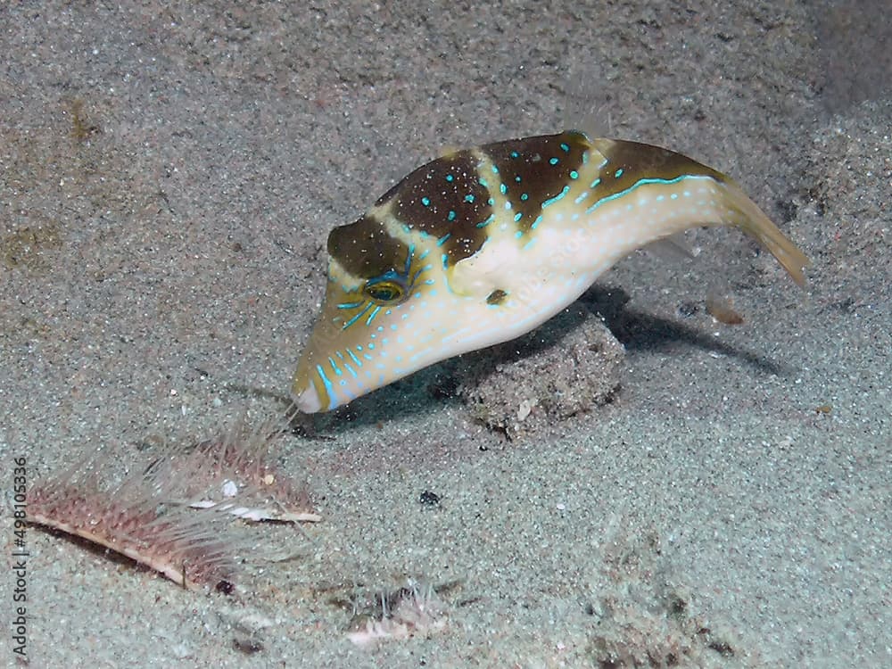 A Crown Toby (Canthigaster coronata) in the Red Sea, Egypt