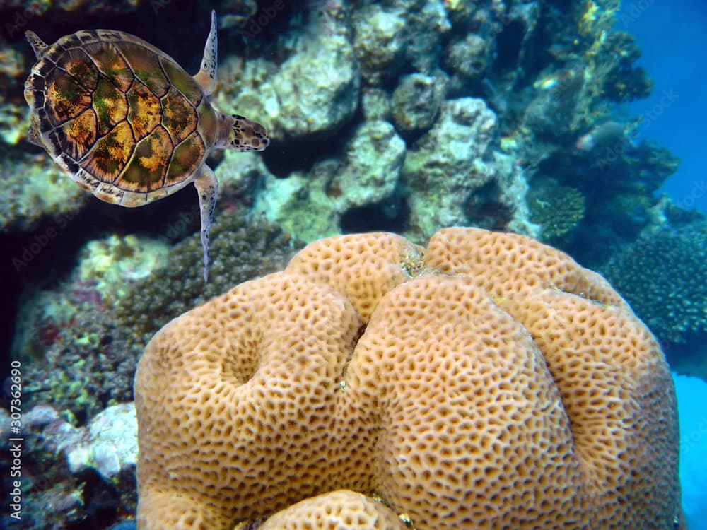 Red Sea coral reef with hard coral  Anomastraea irregularis.