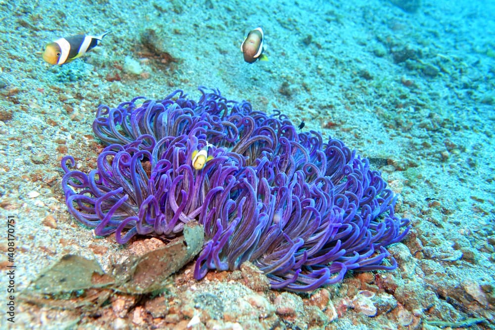 Anemonenfische an einer Korkenzieher-Anemone