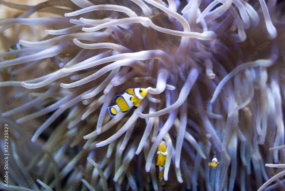 Sea anemone