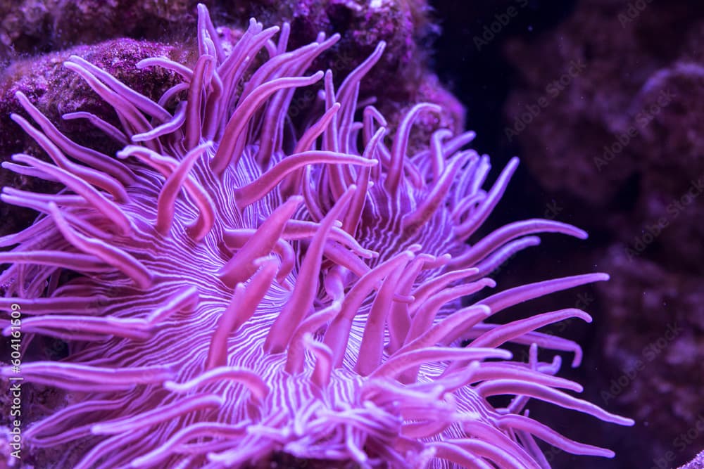 Striped Long Tentacle Anemone - Macrodactyla doreensis in underwater