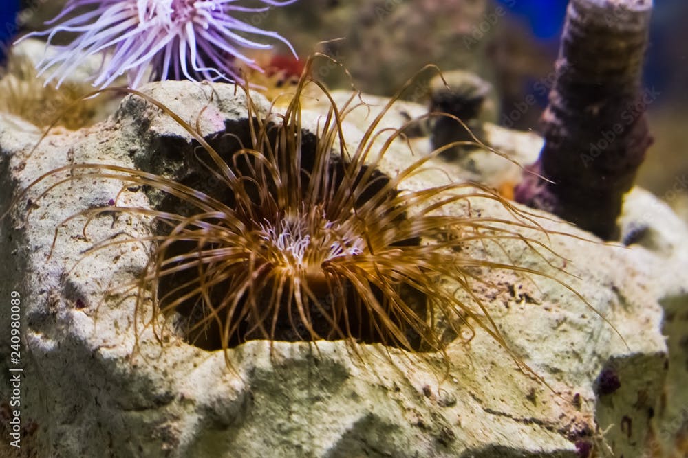 closeup of a brown and white tube dwelling sea anemone, a popular aquarium pet in aquaculture