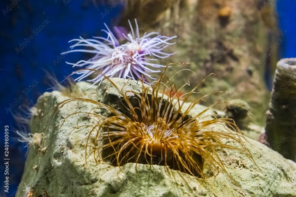 brown with white tube dwelling sea anemone in a rock, marine life background