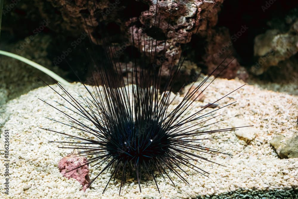 Sea Urchin Or Urchin Or Sea Hedgehog Diadema Setosum Swimming In