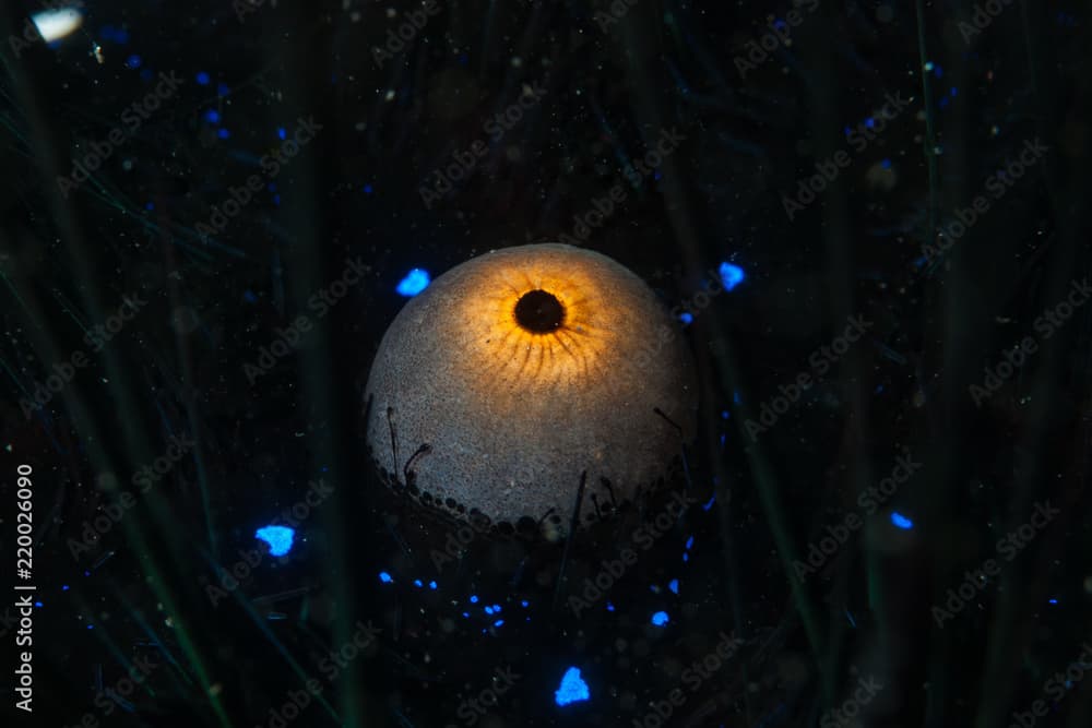 Long-spined sea urchin Diadema setosum detail