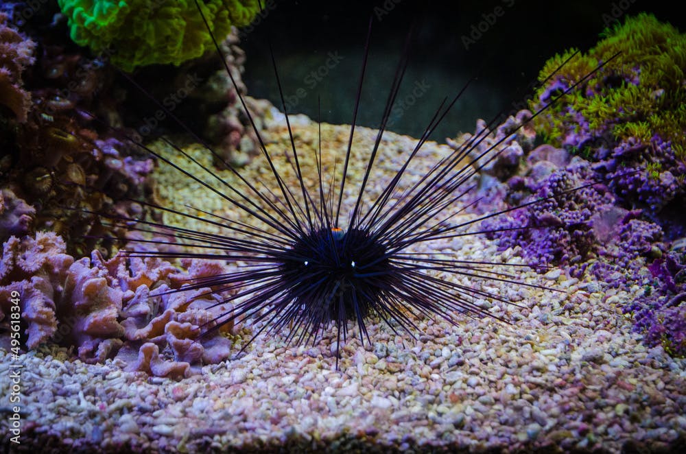 Diadema setosum sea urchin and coral reef underwater