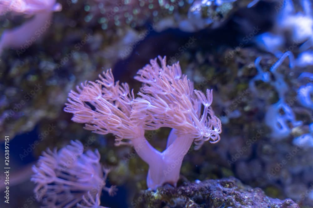 Pulsing Xenia (Xenia elongata) growing on rock