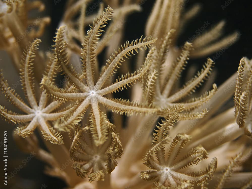 Pulse Coral, Pumpkoralle (Xenia elongata)