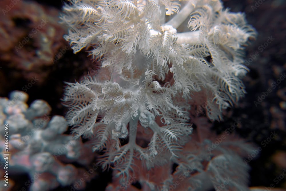 Close up showing the intricate detail of coral in the Red Sea, Egypt
