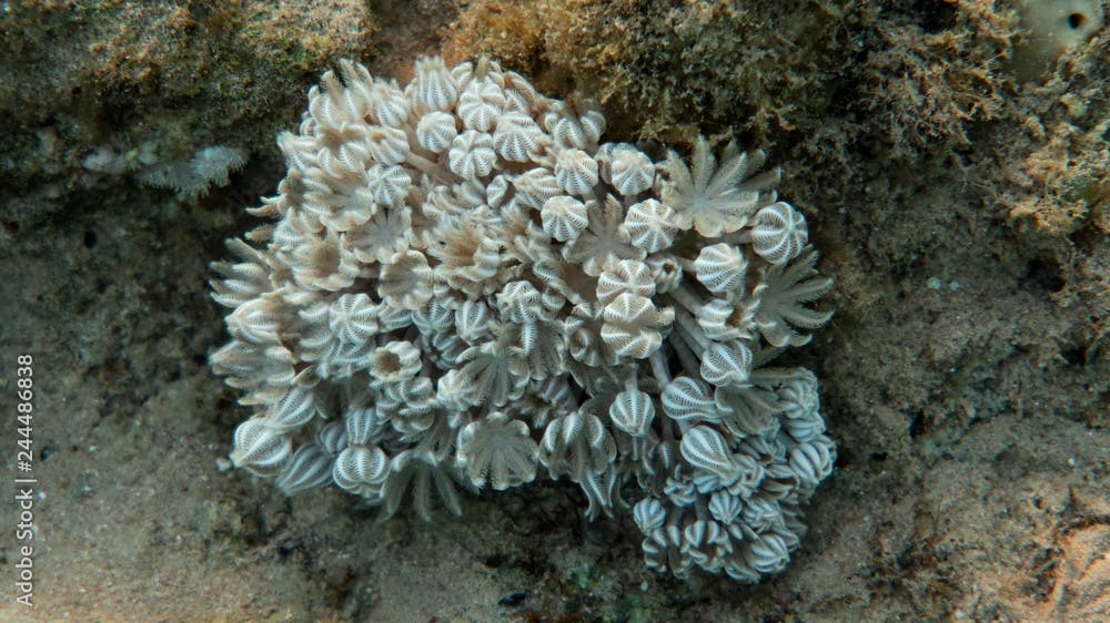  Pulse Coral - Xenia (Octocoral)
