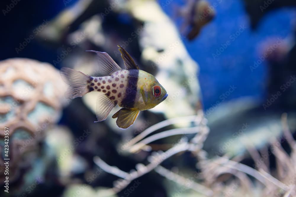 Pajama cardinalfish (Sphaeramia nematoptera), also known as the spotted cardinalfish. 