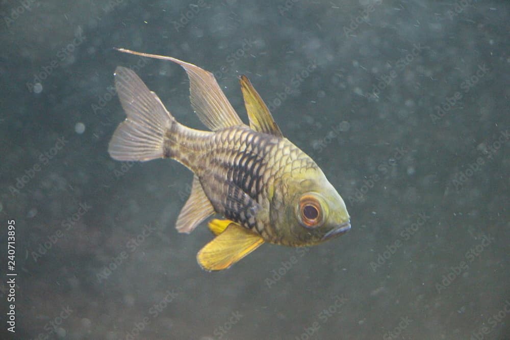 View on pajama cardinalfish, spotted cardinalfish, coral cardinalfish, or polkadot cardinalfish (Sphaeramia nematoptera). It is a popular aquarium fish and It grows to a total length around 8.5 cm.