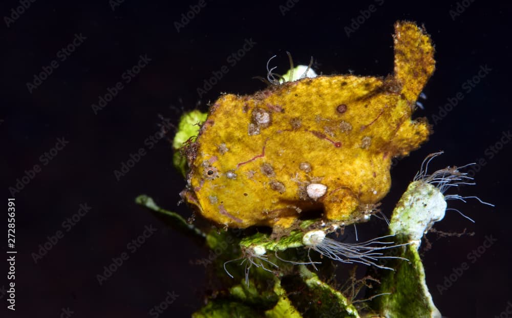 Amazing underwater world -  Randall's frogfish - Antennarius randalli. Diving, macro photography. Tulamben, Bali, Indonesia. 