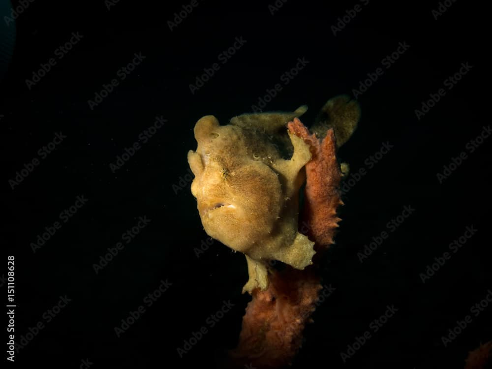 Frogfish - Antennarius pictus, commersoni, striatus