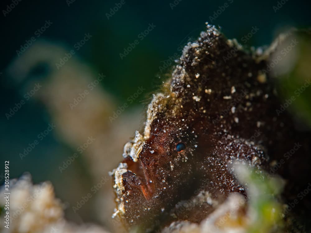 Randall's frogfish, Randall Anglerfisch (Antennarius randalli)