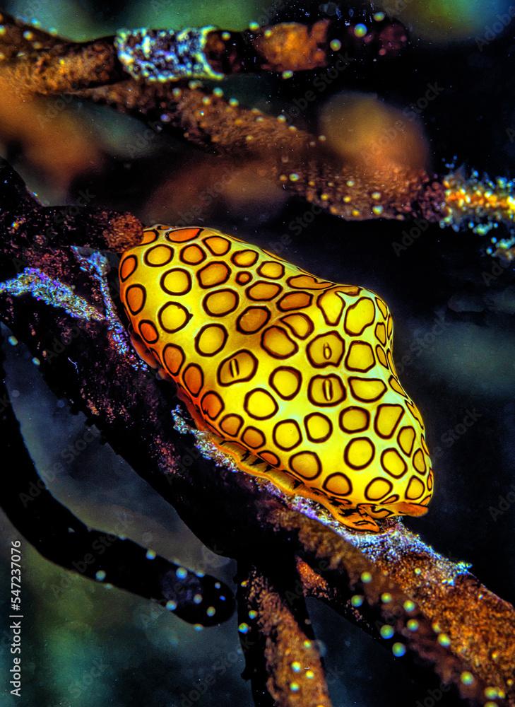  flamingo tongue snail ,Cyphoma gibbosum