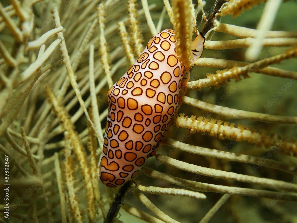 Close up of flamingo tongue snail Cyphoma gibbosum