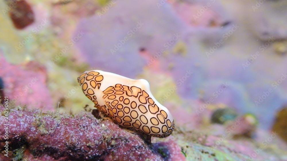 Cyphoma Gibbosum, Flamingo tongue snail