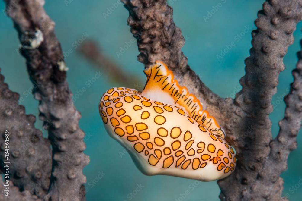 Flamingo tongue snail