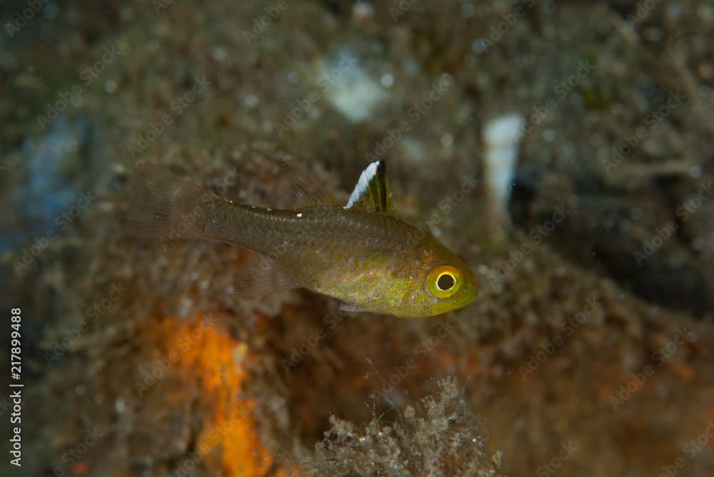 Frostfin Cardinalfish Apogon hoevenii